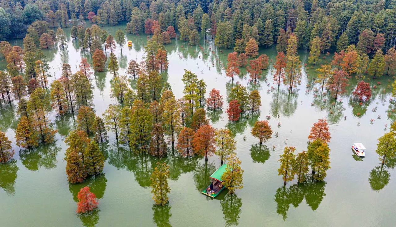 【最佳拍摄季！安徽网红景点大汉塘数千棵池杉树开始转红 实在是太美了】
 
202