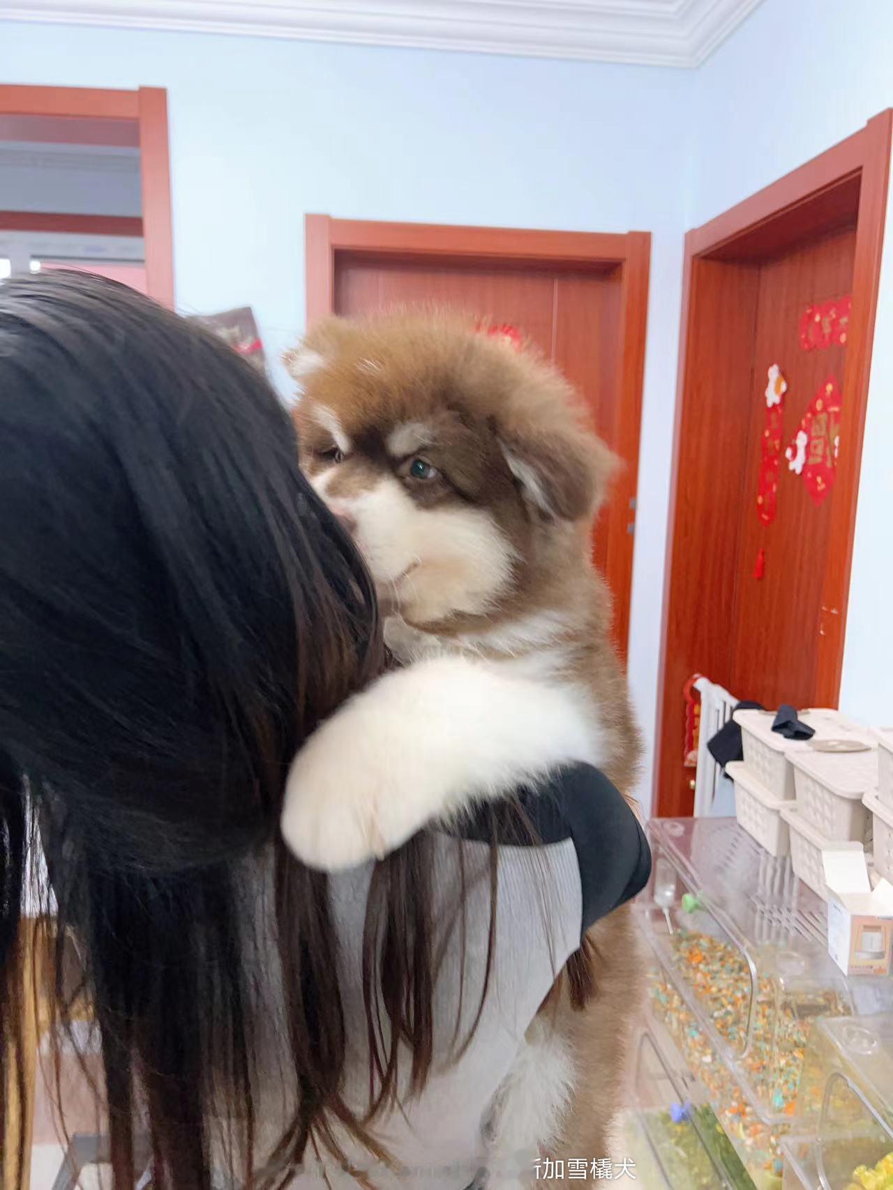 在上海新家的麦冬弟弟【客户回访】 ​​​