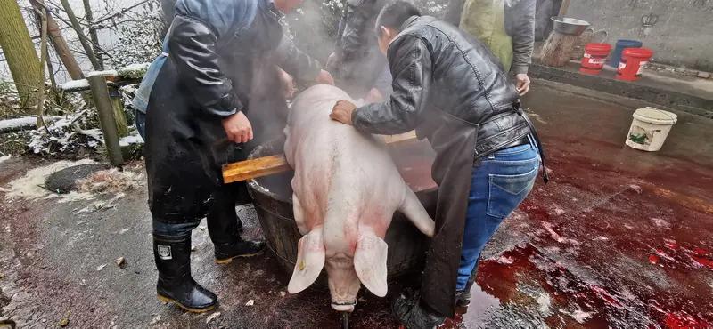 安徽阜阳网红村干部李振雷办的杀猪宴太火了！他本是马寨镇马寨居委会委员，靠记录村庄