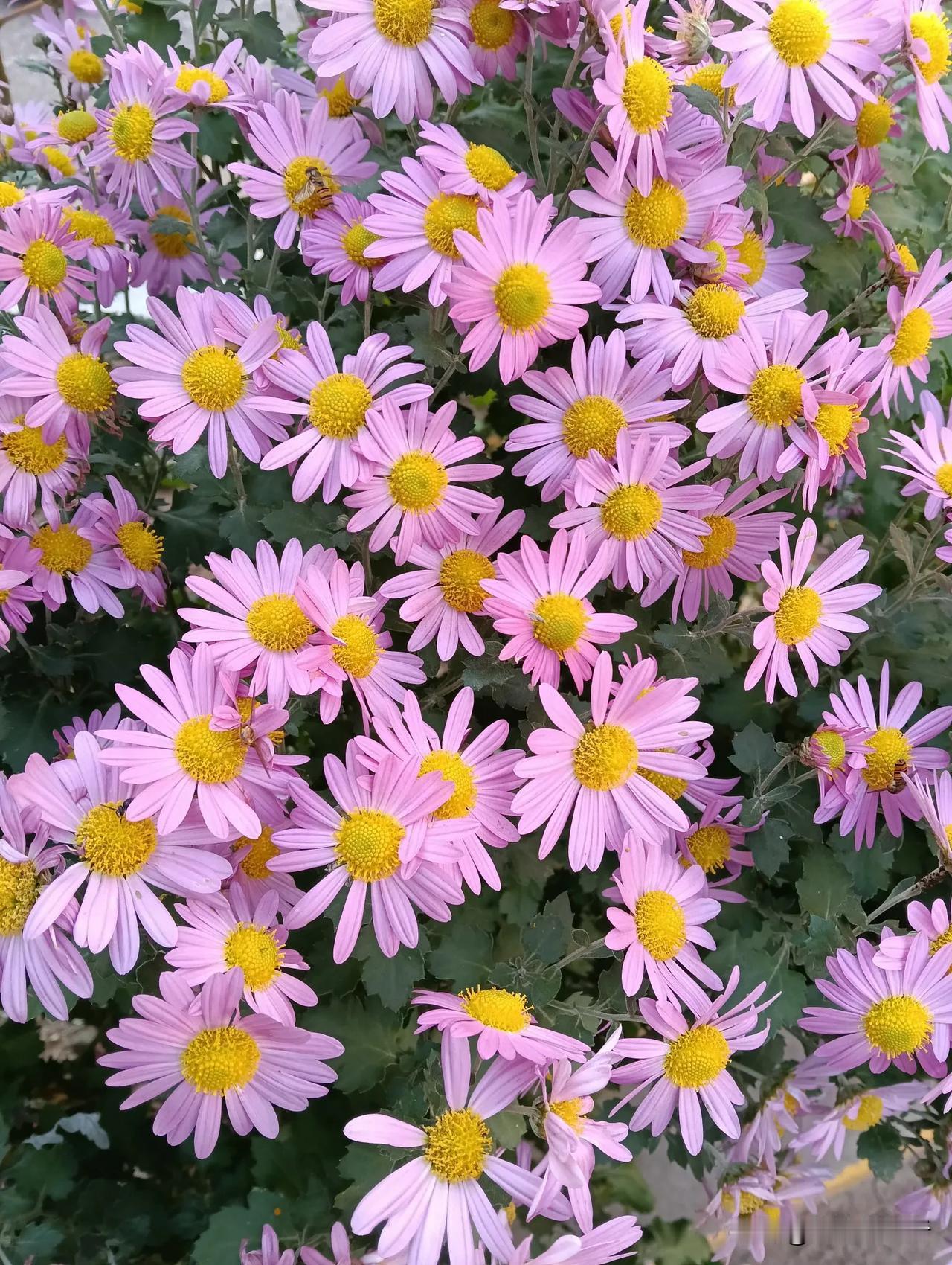 不畏风霜的菊花