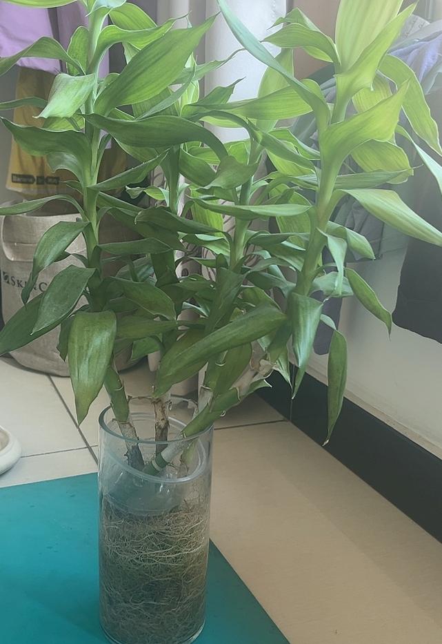 长势惊人，韧不住分享一下。
绿植映窗台，清香满室来。
我心心念念的阳台花园，
友