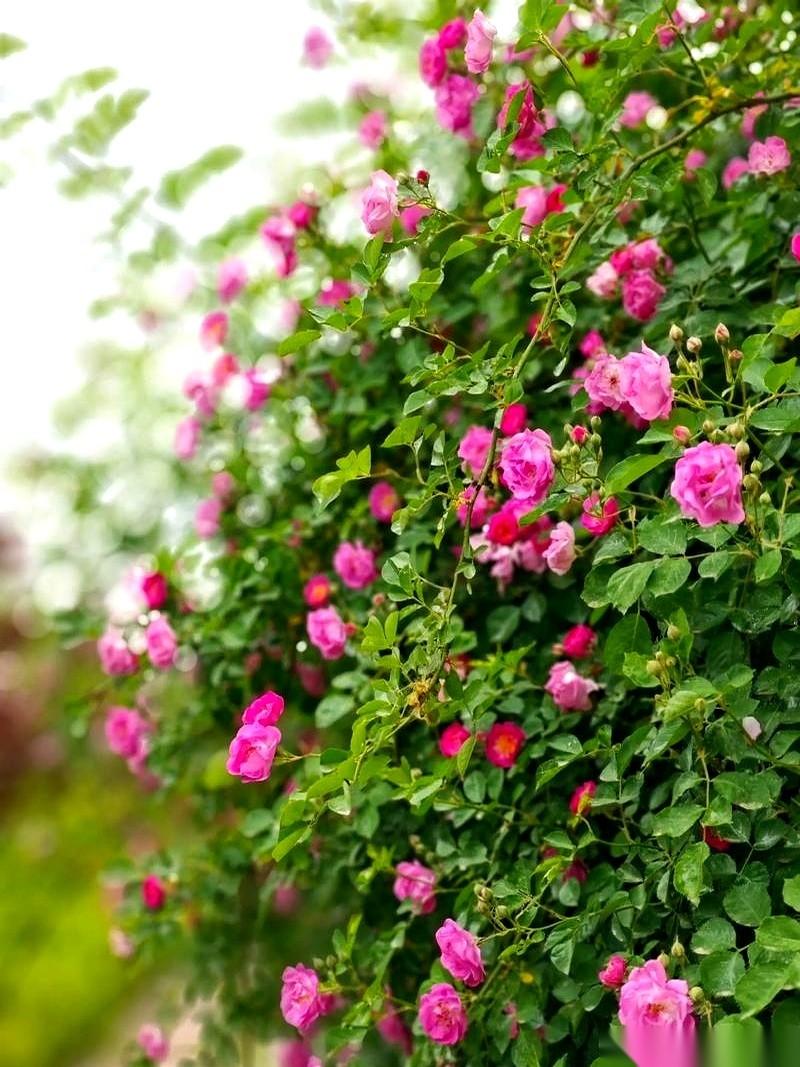 “俺不会。”
我嫂子头都没抬，眼睛还盯着电视上乱糟糟的春晚，就这么轻飘飘地甩出三