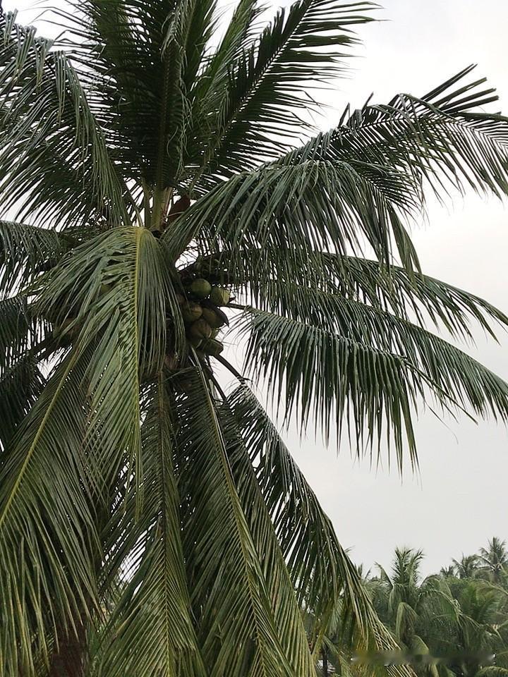 海南的天空，简直是老天爷私藏的绝美画卷！我之前去海南旅游，那天空美得让人可爱，形