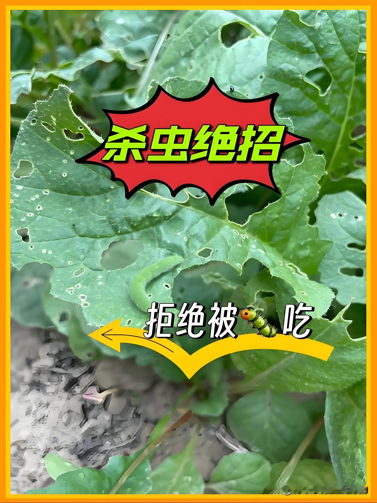 菜园没虫还不打农药？就靠这两样“土宝贝”，菜友：这招真绝！
 
最近好多邻居菜友