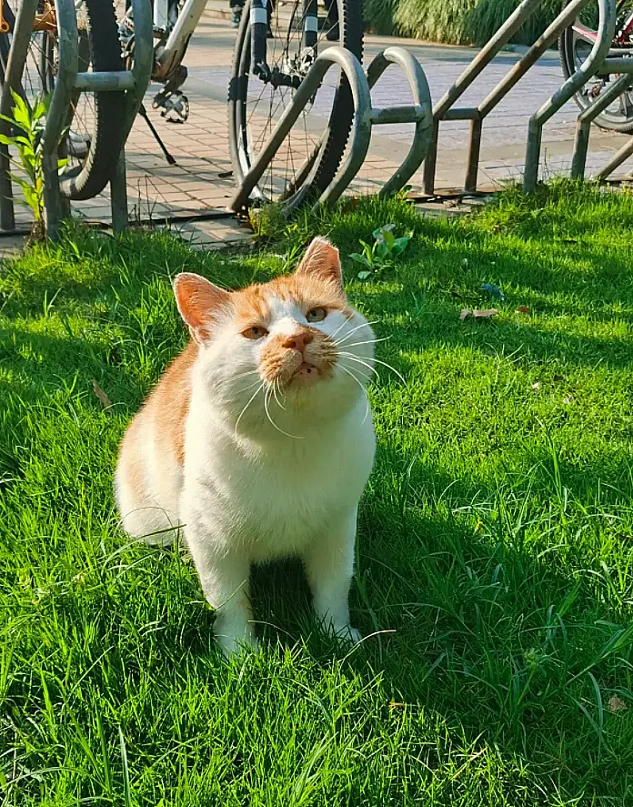 #流浪猫街拍#可爱的包包脸小猫咪被成功领养啦！特别粘人，虽然看上去一脸不情愿的样