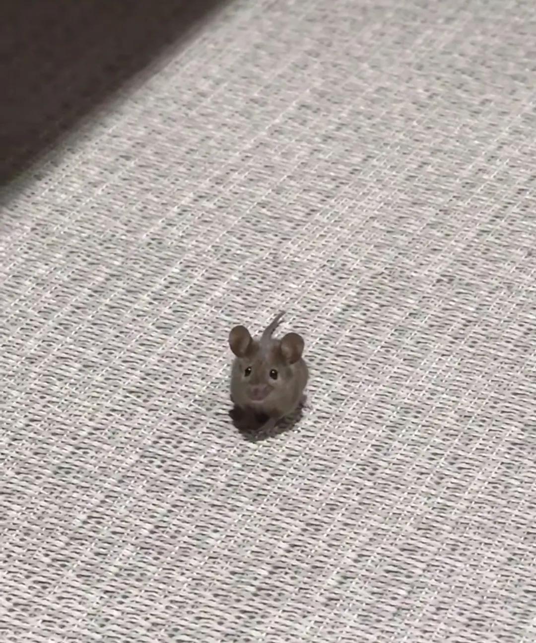 不要以为它只是个baby，我们这儿的耗子就这么大，南方的朋友可别被吓到哦！