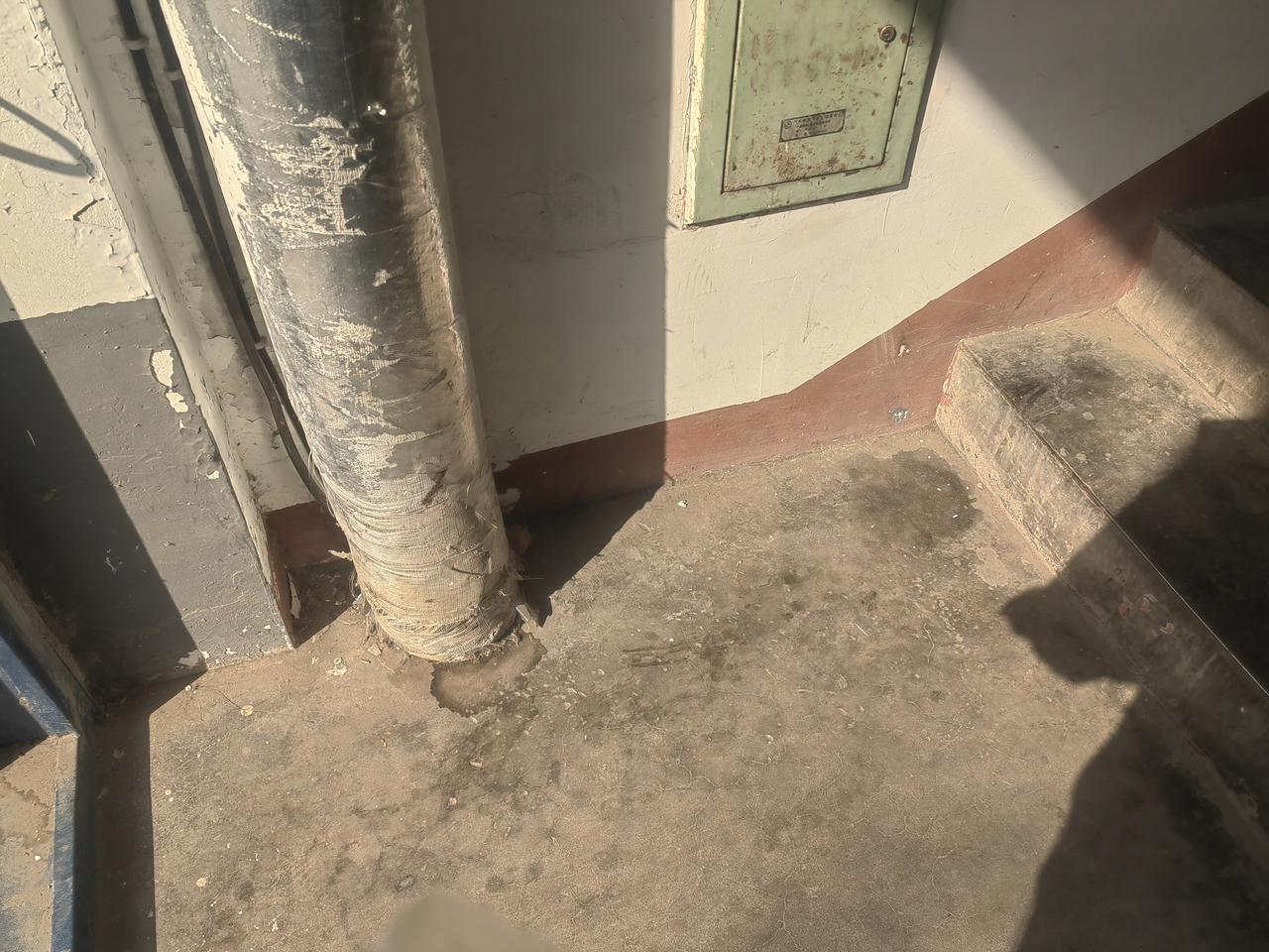 狗是一种动物，它不知道该在哪里不该在哪里拉尿，难道你也不知道吗，你天天遛狗，非得