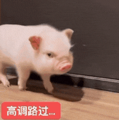 小香猪表情包 