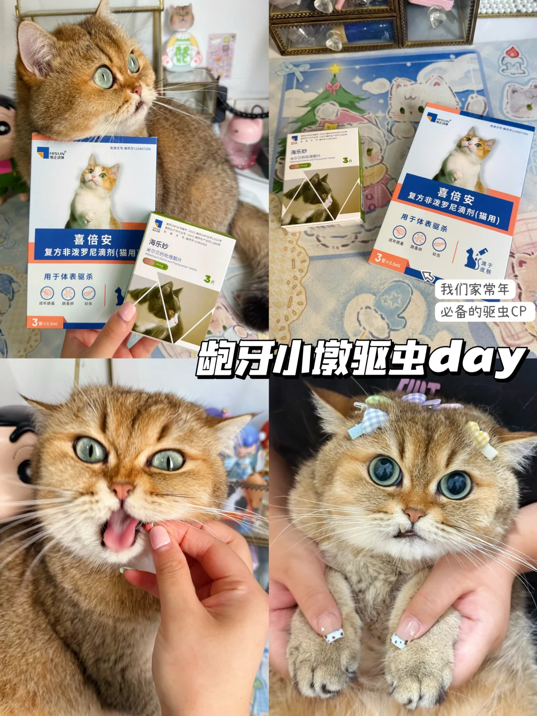 龅牙小墩驱虫day｜崽崽不出门也要注意驱虫哦