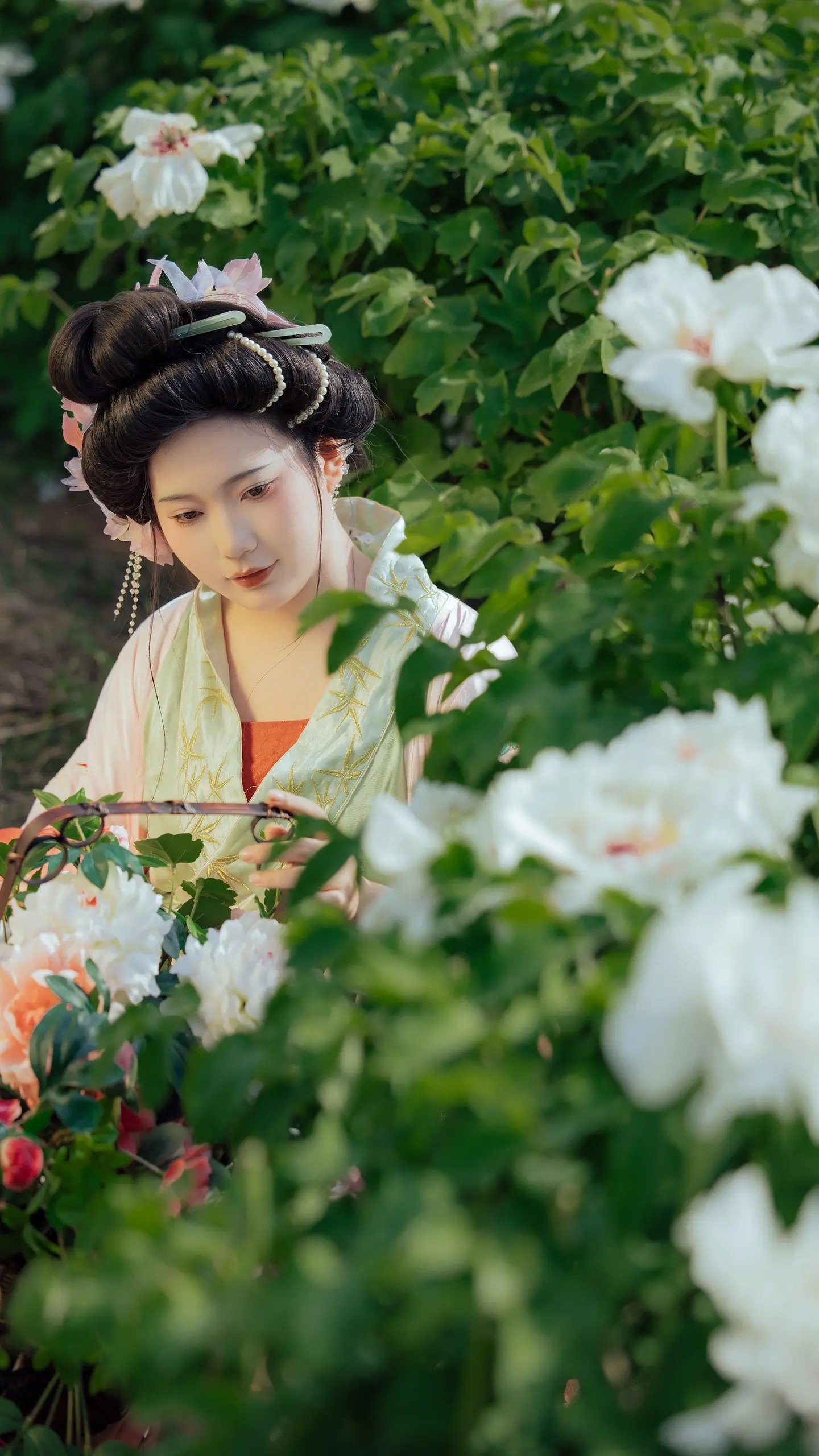 我在山里种了一片牡丹。