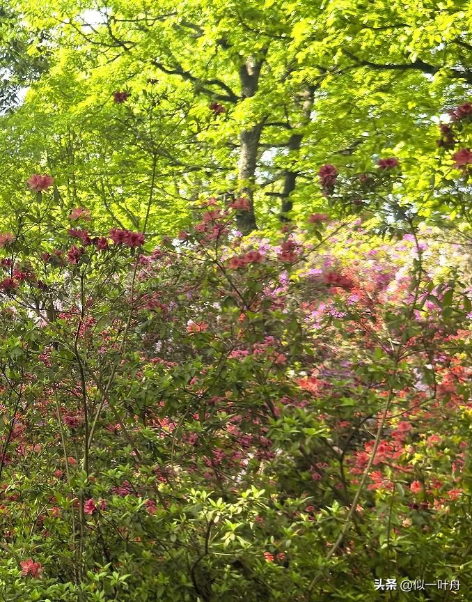 春日繁花似锦，绿意盎然，尽享自然之美。昆明黑龙潭杜鹃花开了。
