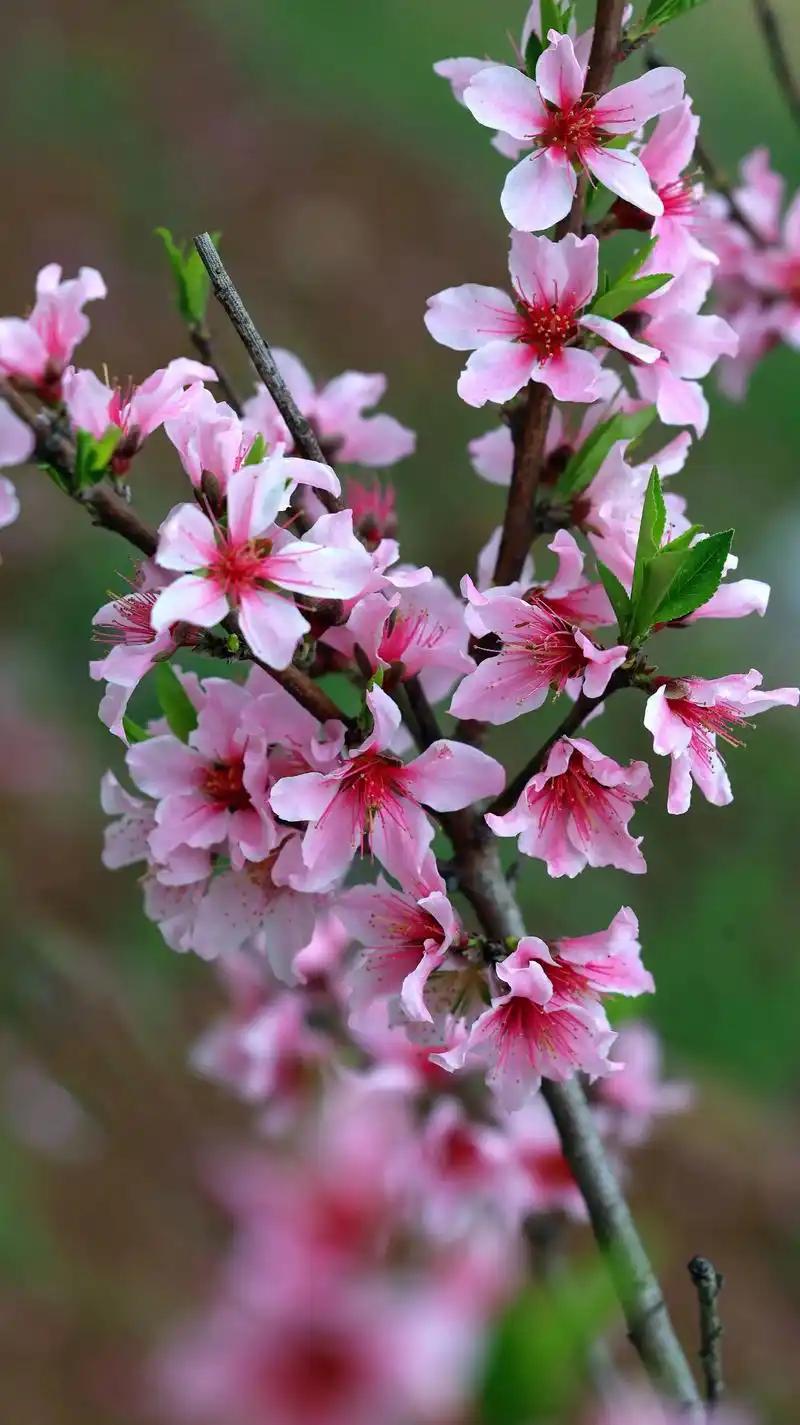 春日春风春桃红