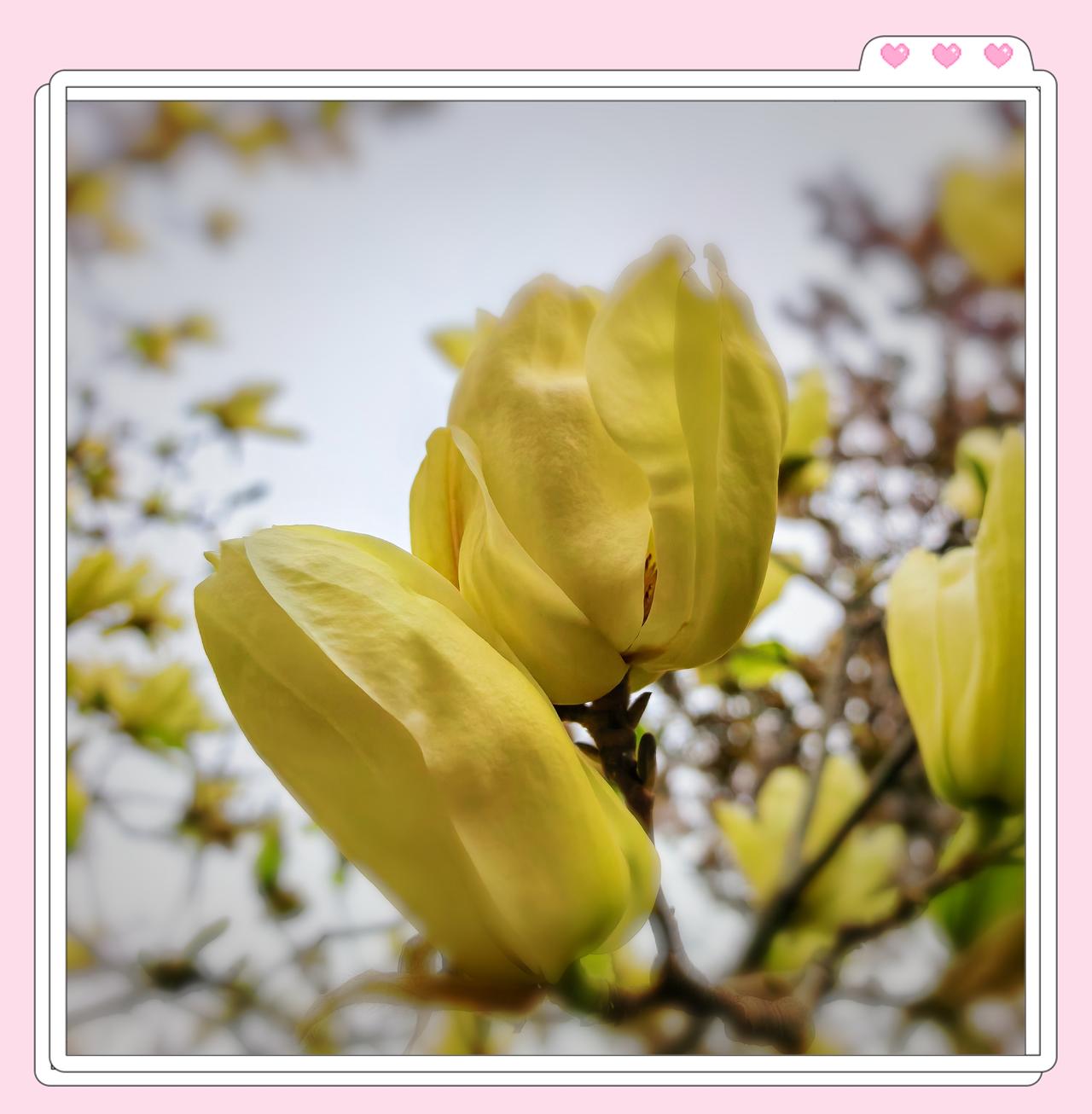 晒晒你拍的那些牡丹花两种玉兰花