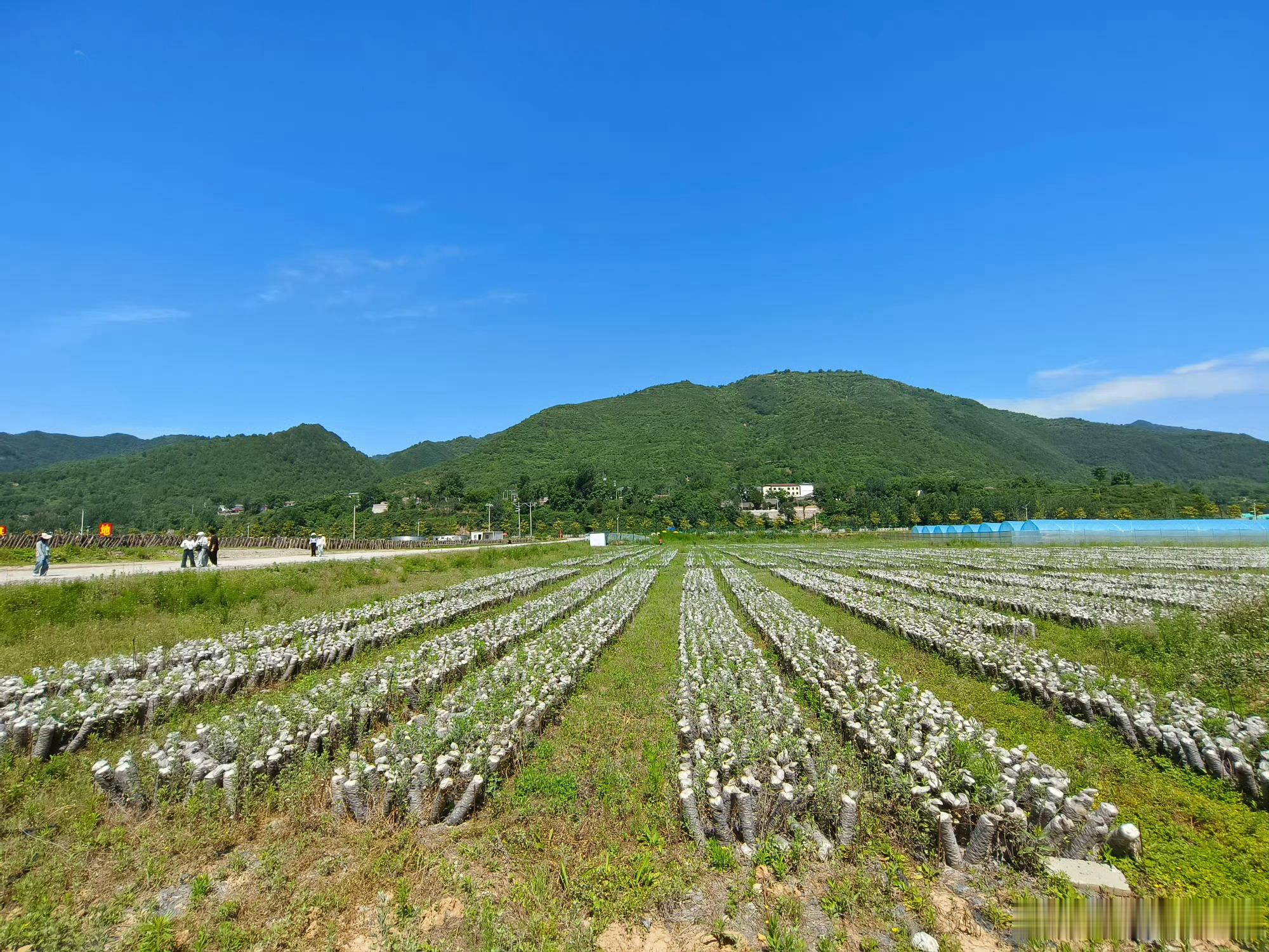 甘肃两当生态兴菌路从深山走向世界的绿色名片两当的黑木耳与香菇已走出国门，进入欧洲