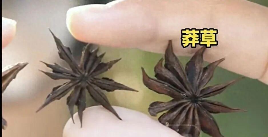 “太吓人了！” 浙江女子超市买回八角，丢两颗下锅炒肉，一旁儿子随口一问：“这个怎