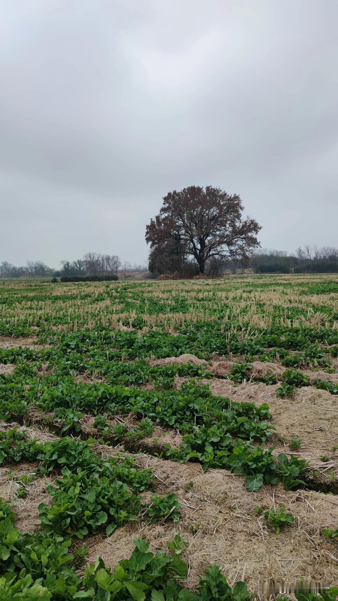 参加“天南地北大拜年”活动，每日完成任务就能瓜分 80 万现金红包，最高可得 2