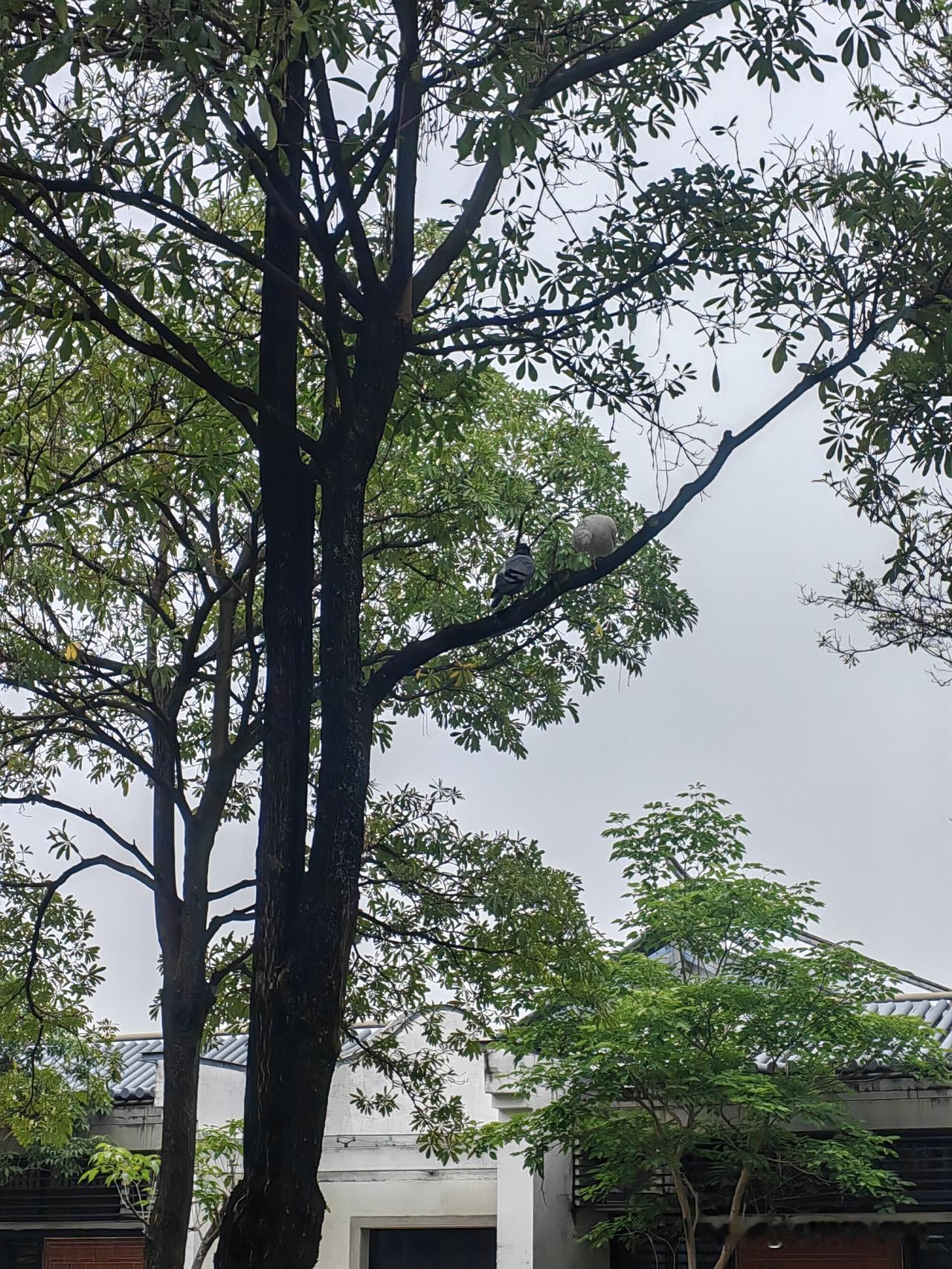 这是什么鸟？