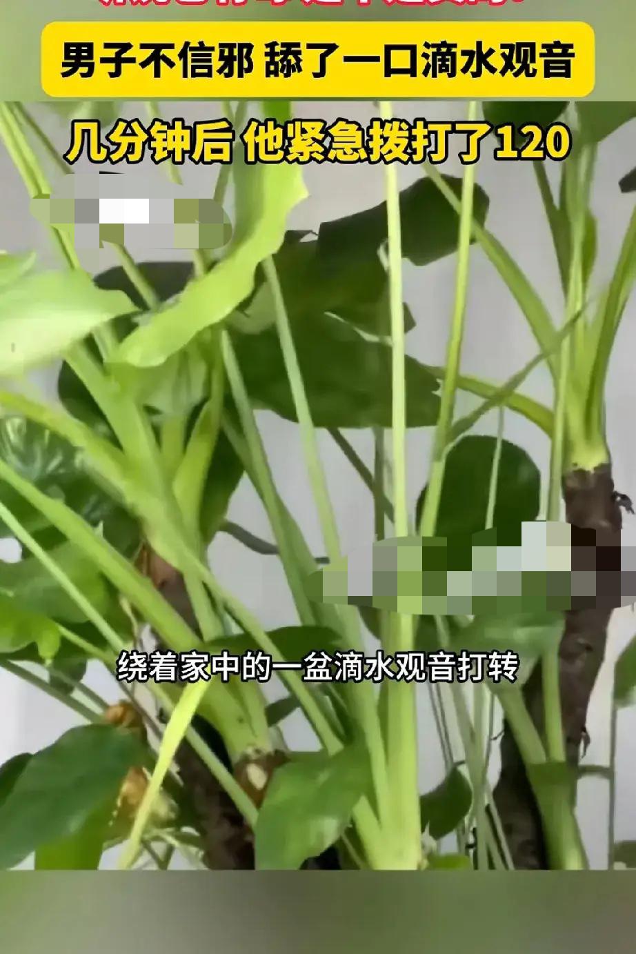 一男子不相信滴水观音有毒，脑子起了一个奇怪的念头，他要亲自尝试一下。他剪了一片叶
