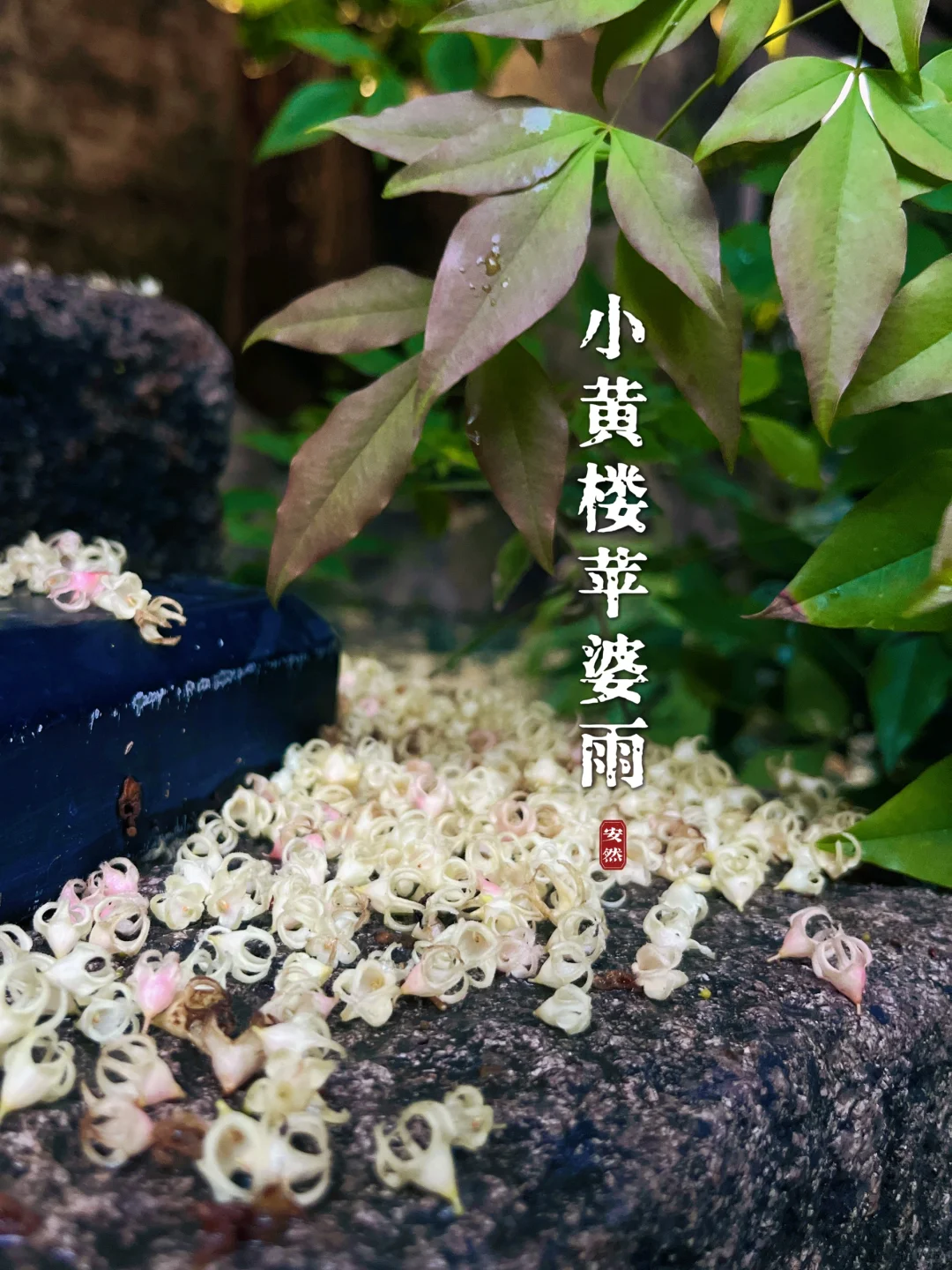 福州植物美图｜小黄楼 苹婆花开花谢