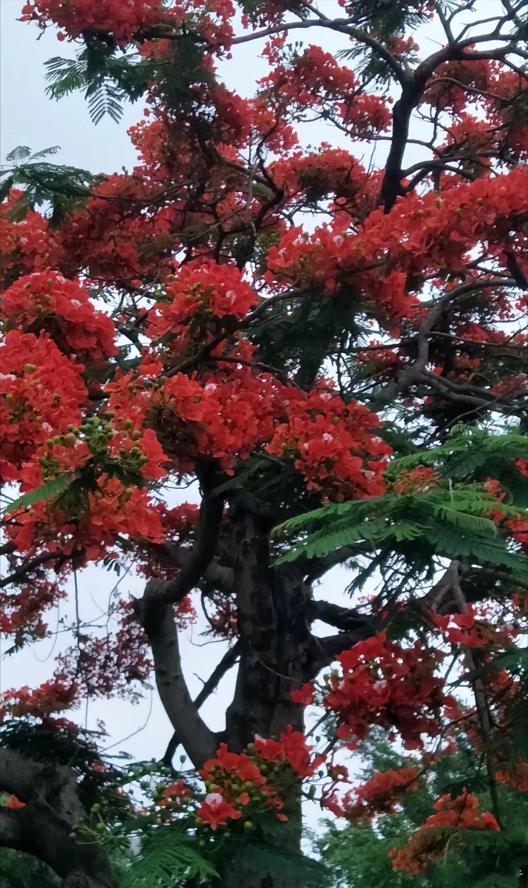 明日行情预判及操作思路       核心结论：节后首日看震荡，科技（半导体/AI