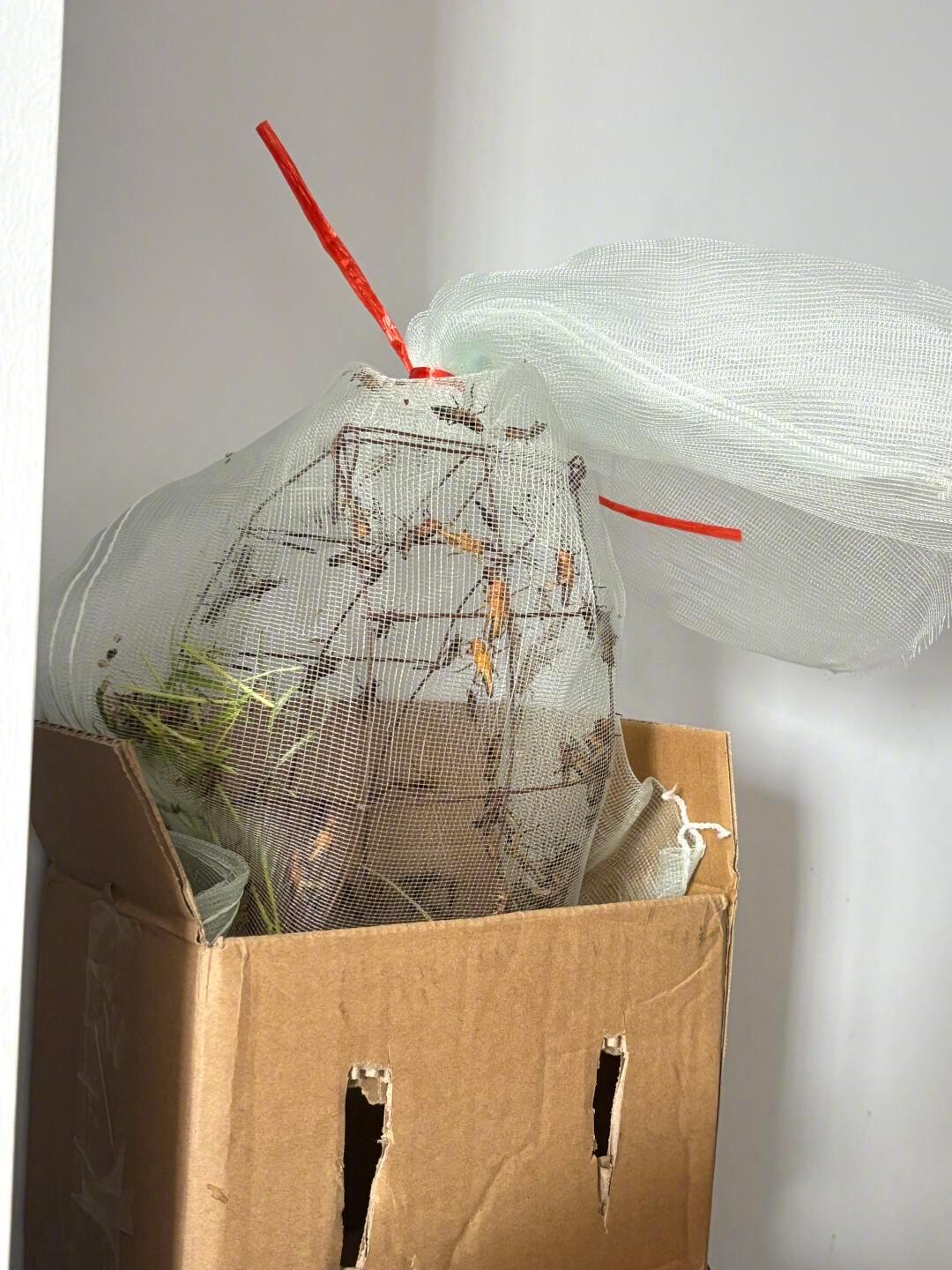 人溺爱猫怎么能到这种程度 ​​​