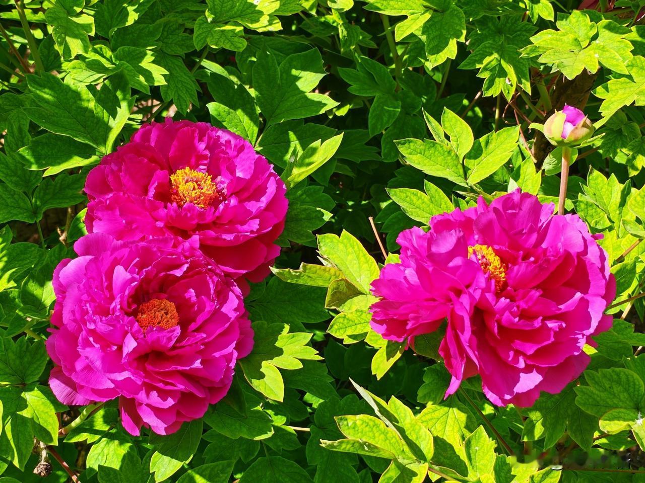 粉嫩的花朵绽放，绿叶相映成趣，美不胜收！🌸🌿