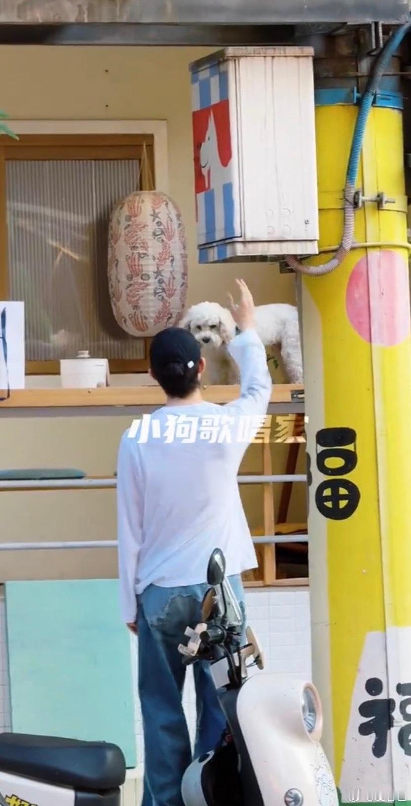 图中有两只小狗🐕 