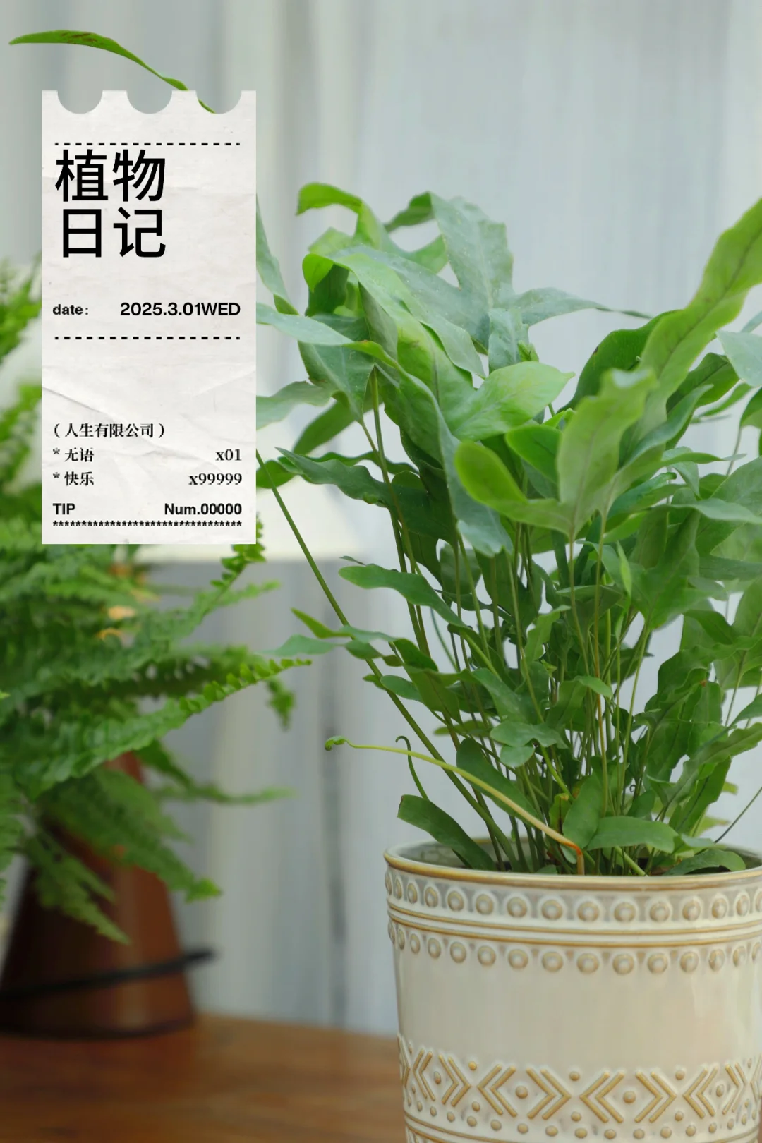 蓝星水龙骨：小众且高级🪴