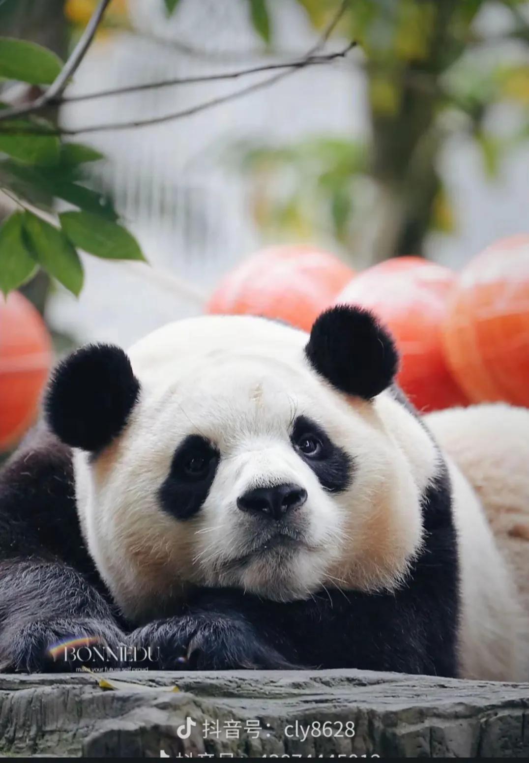 这也太可爱了吧，趴趴熊福猪猪！
大熊猫福宝，米奇朵朵，小鸟眼影，自带修容锅巴色。