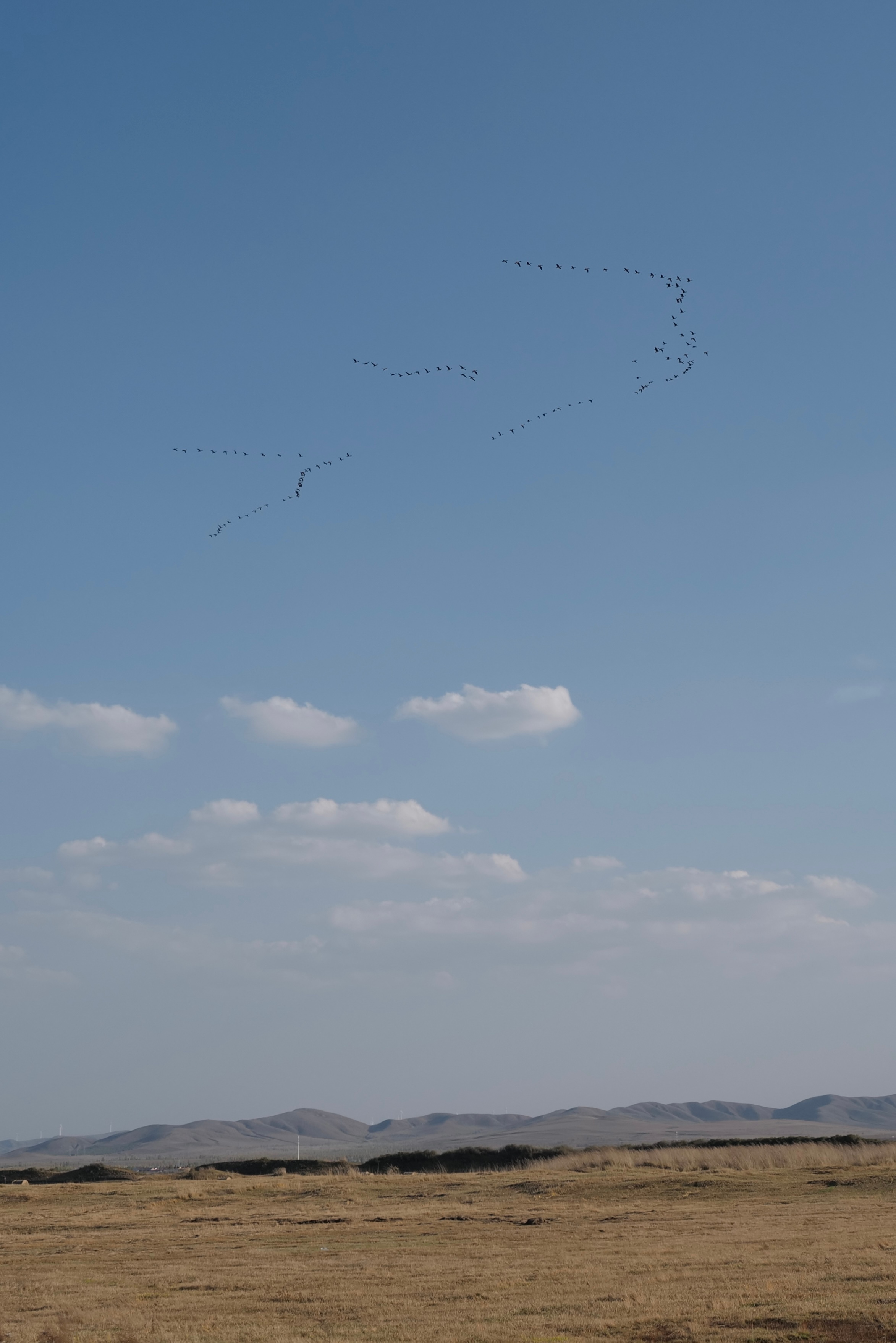 被雁群的鸣叫引的抬头看，上百只雁列阵掠过草原去南方。结伴儿远行，边聊边走，想必不