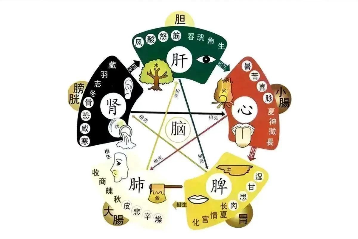 五脏有问题，身体就会出现各种不适。今天就来聊聊五脏有问题的表现，以及如何通过中药