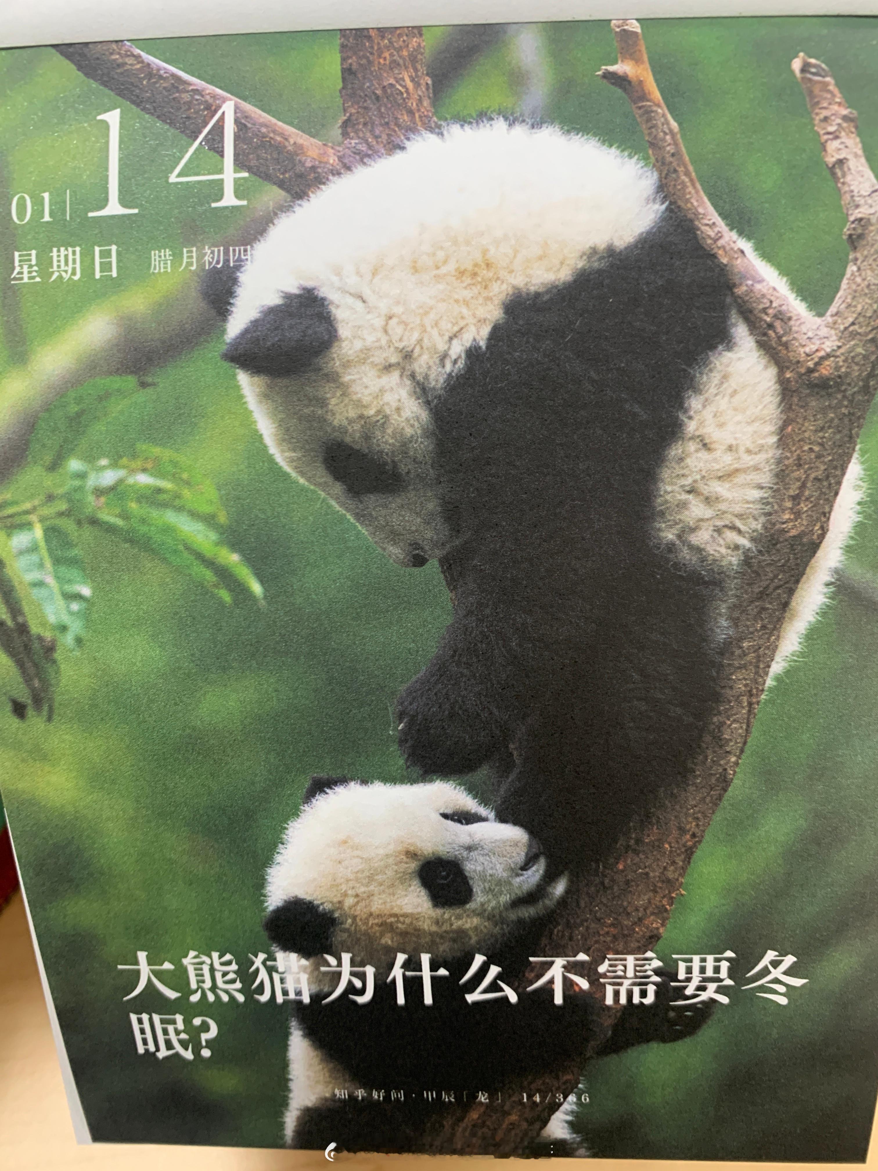 朋友们早安！大熊猫为什么不需要冬眠呢？ ​​​