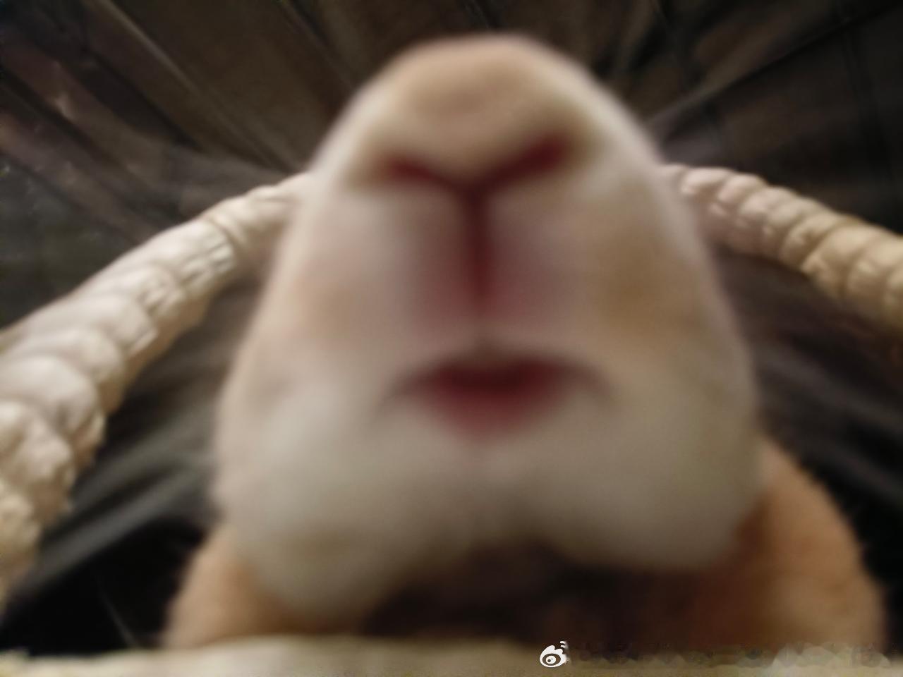 14095🐇【坏了】家里进老鼠了 