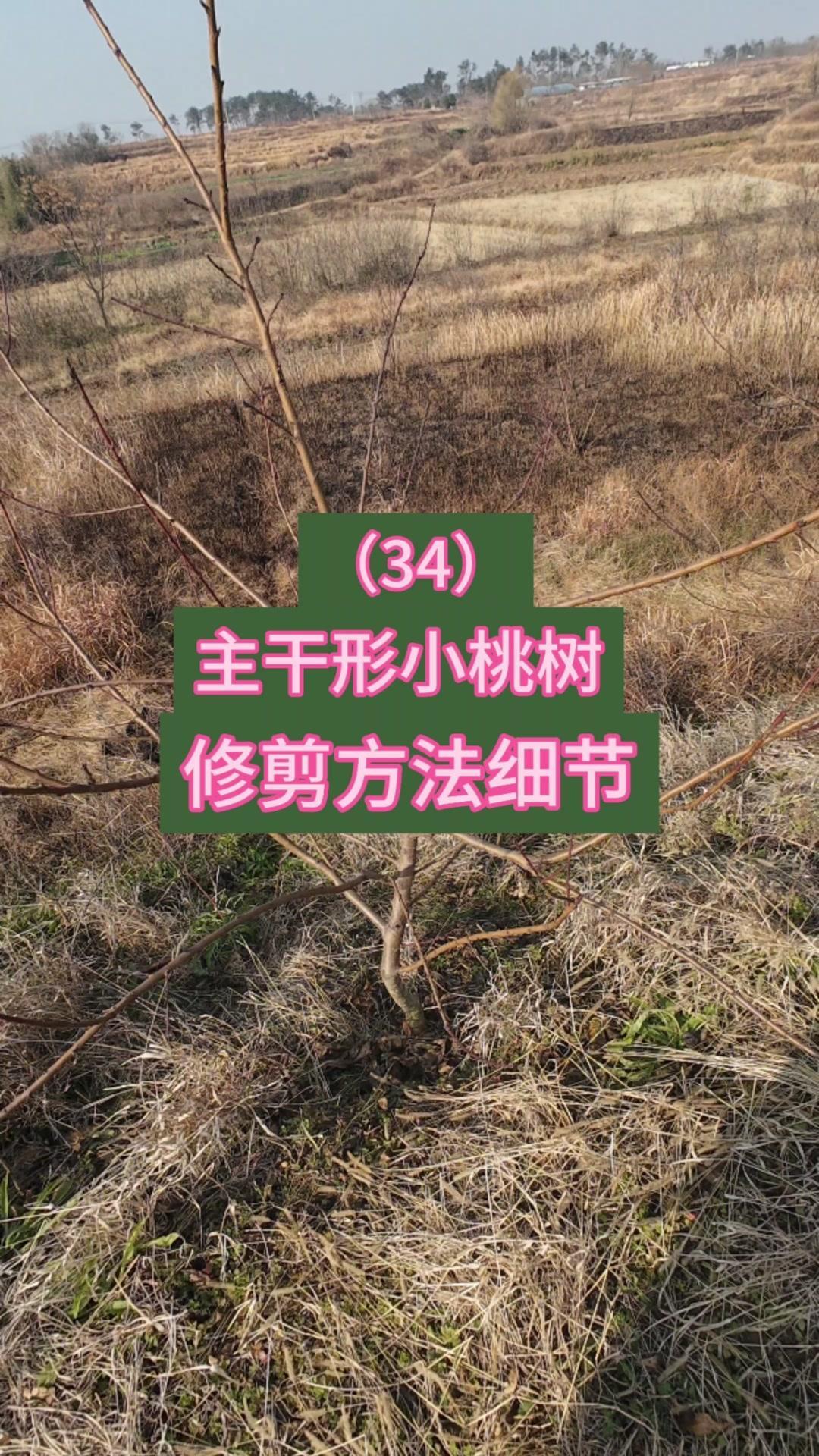 2年生桃树培养主干型，先看下部四个方向好的主枝，保留。把重叠枝条剪除，筷子粗细和