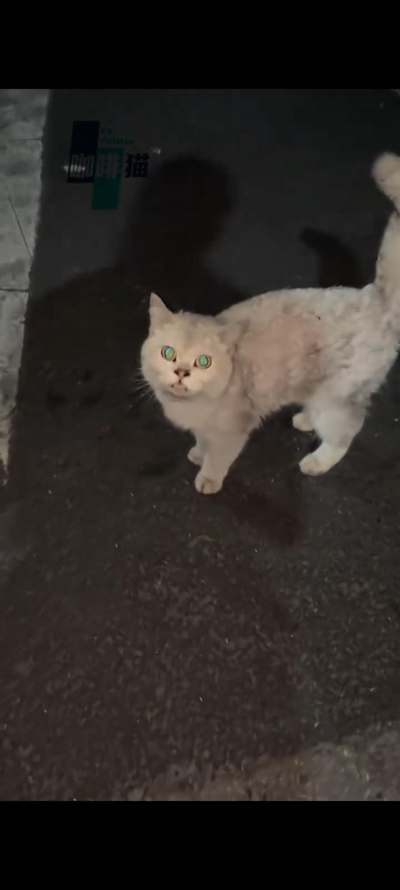 一只饥饿难耐的流浪猫突然趁着夜色，从马路边的台阶下，一溜烟的直接窜到了人类的脚下