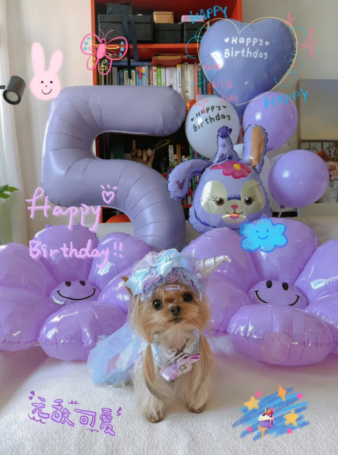 纪念日19｜糖豆子5岁生日快乐🎂