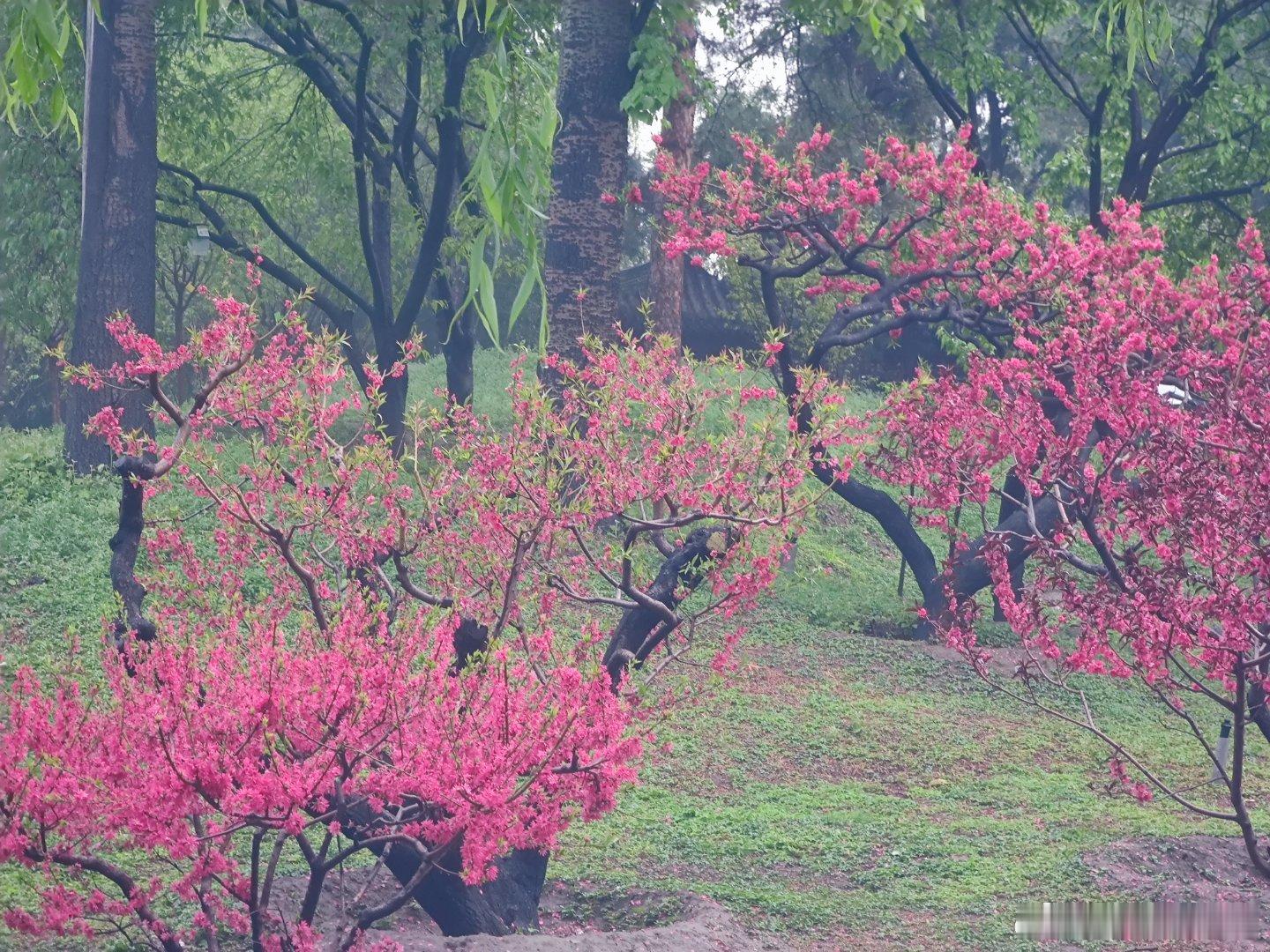 雨后的紫竹院公园春色  摄影