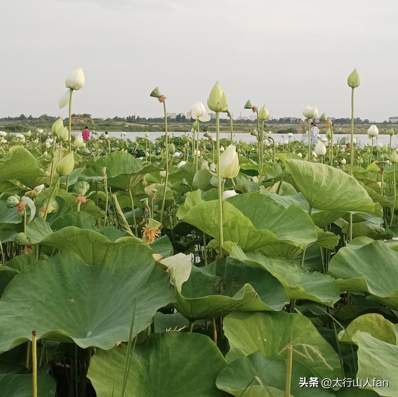 时值盛夏，待下午5时许，人们纷纷来到沙河城镇·御藕园实时赏荷打卡。
迎着大沙河飕