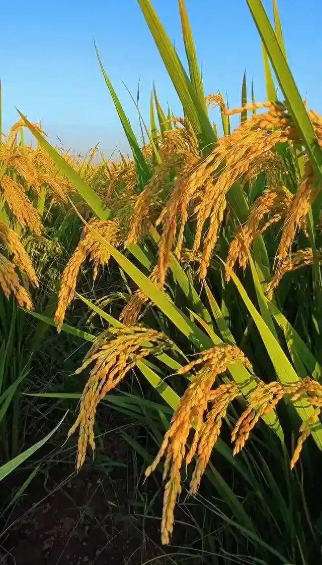 间谍太可怕，无孔不入[捂脸]
近日，国家安全机关接到群众举报，有外国人员携带专业