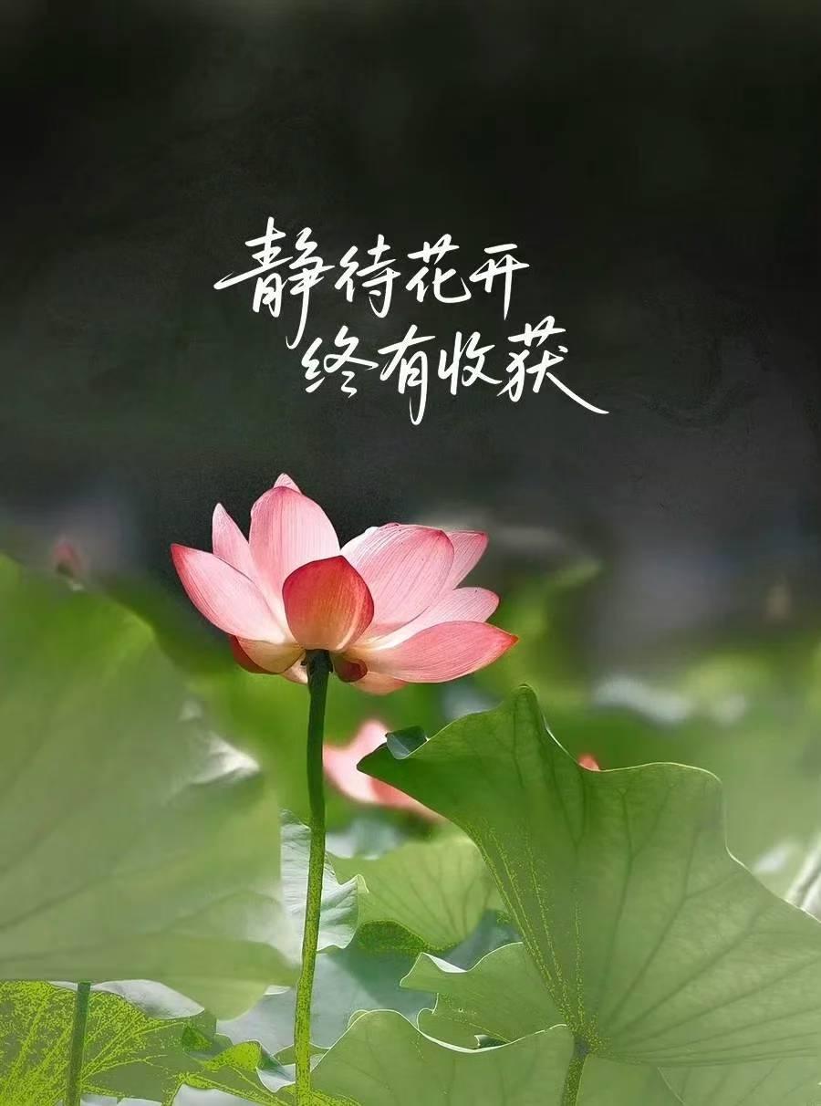 莲花静待花开，总有收获。