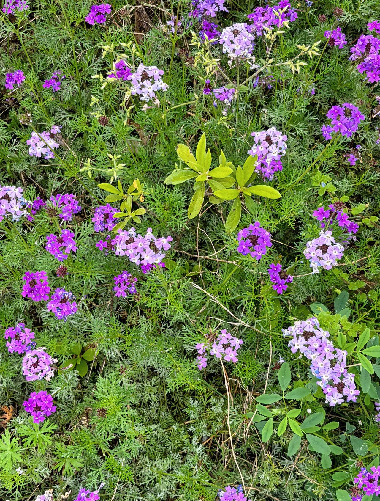 作为未来的婆婆，我非常赞同，儿媳坐月子期间，由她自己的妈妈来照顾。

不是我偷懒