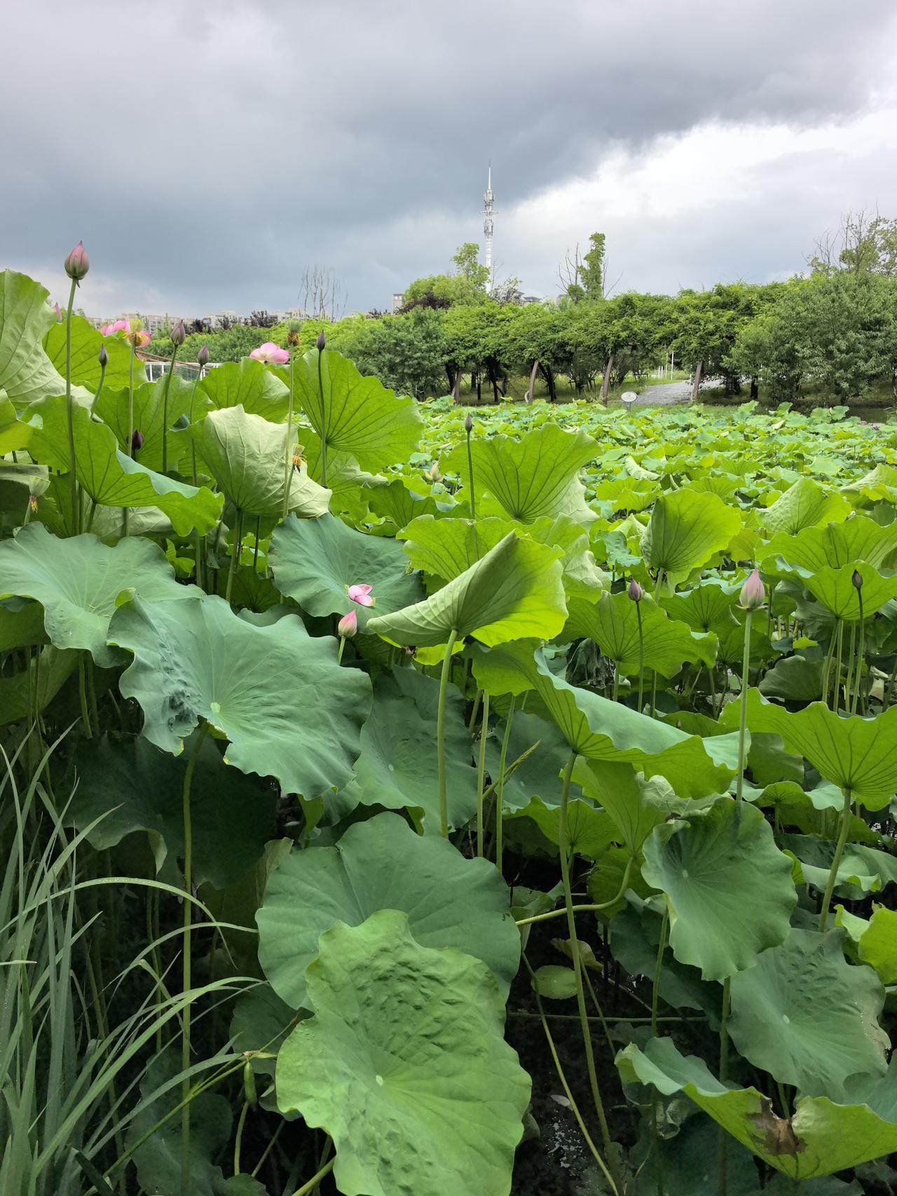 雪浪山闲游记
 
6月16日，我专程奔赴雪浪山薰衣草园，去奔赴了一场初夏紫色花海