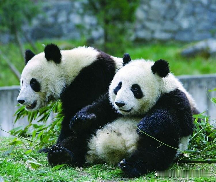 日本议员建议日本动物园与台北动物园开展“动物交换”以获得大熊猫，引起大陆网友的担