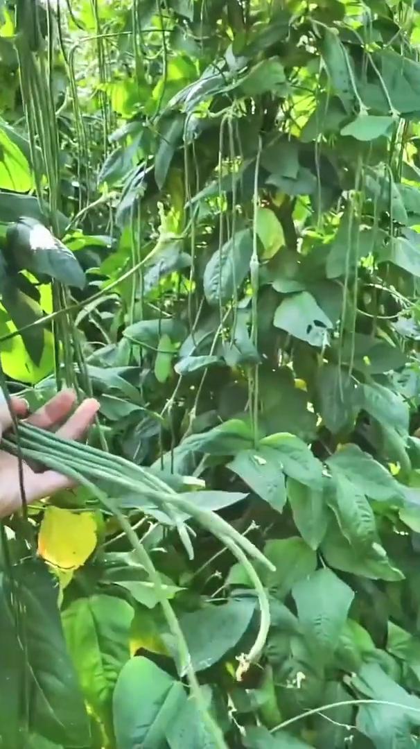 白酒红糖的妙用。
白酒加红糖害虫都死光，今天我就把这个配方免费的分享给大家，一打