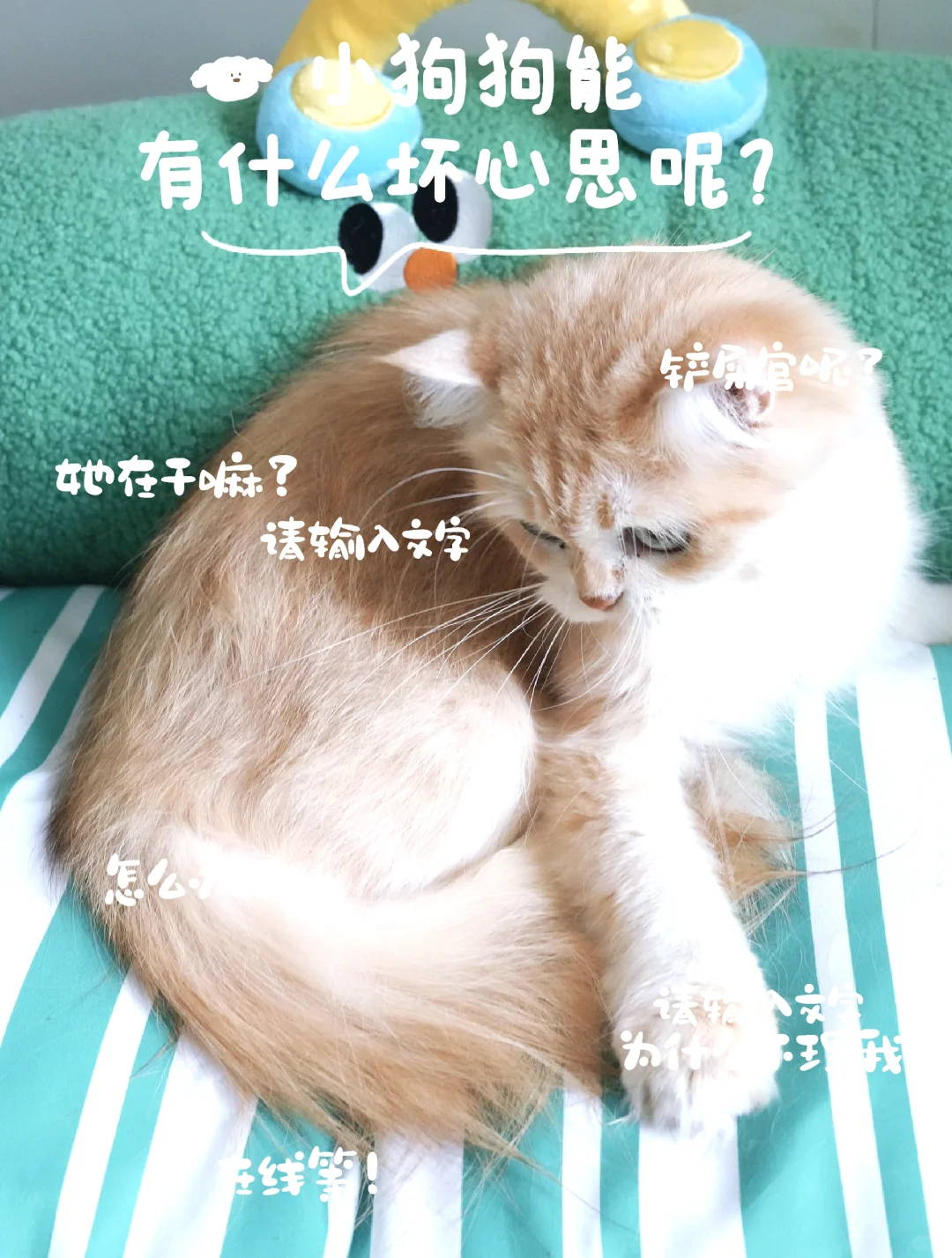 我家猫咪真可爱 想记录下此刻 这个模板有点东西