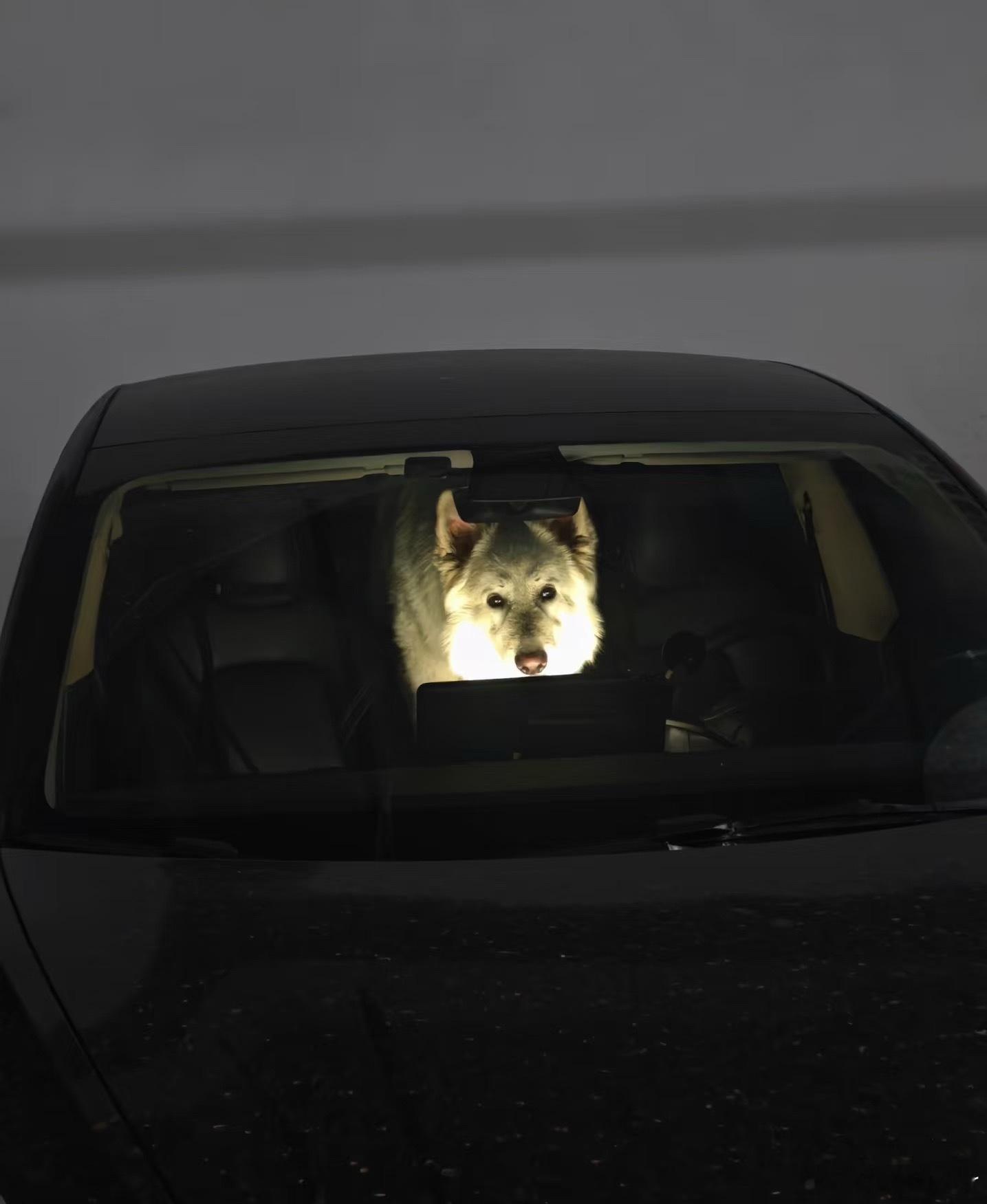 路过停车场的一幕是谁去商场把狗自己放车里了