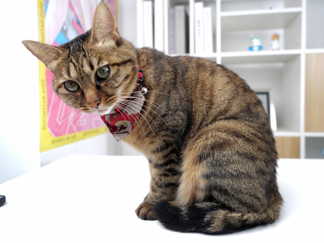 #今日麦当劳日记# 今天拍照的时候乱入的麦当当，顺手来一张，平时都用手机拍她，今