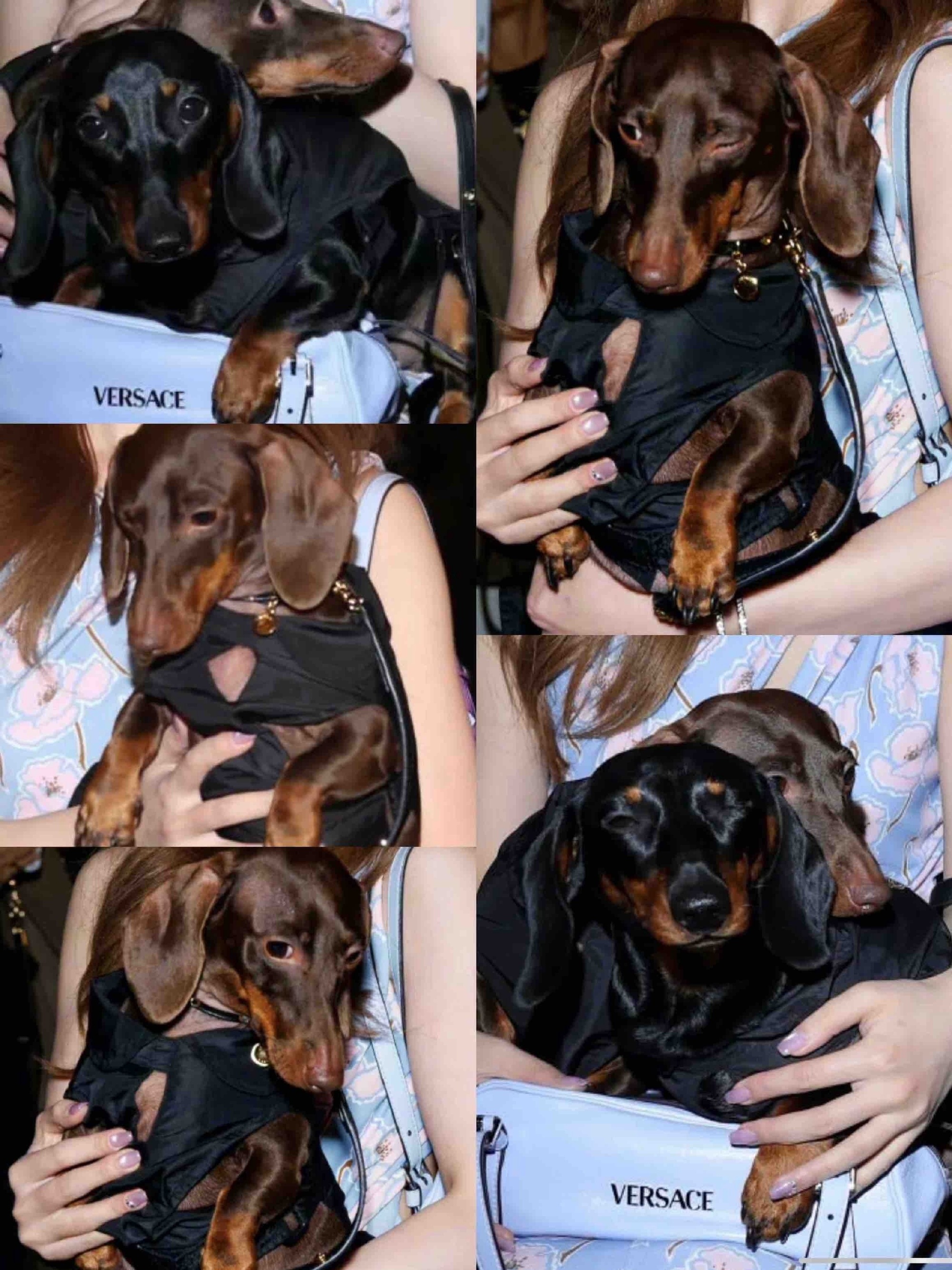 赵露思的狗也是被迫营业了 时尚单品没错了 ​​​