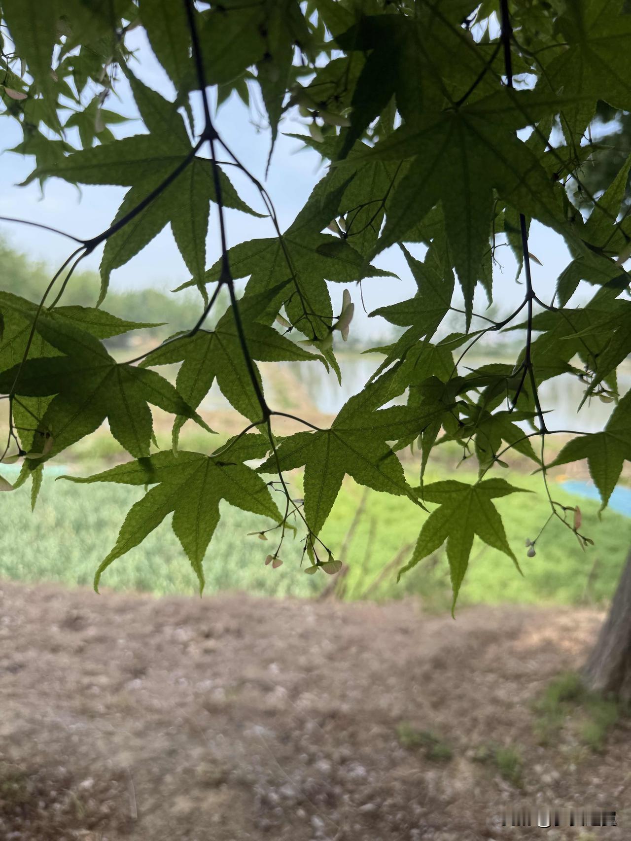 【小对联】
上：……？
下：冒头。