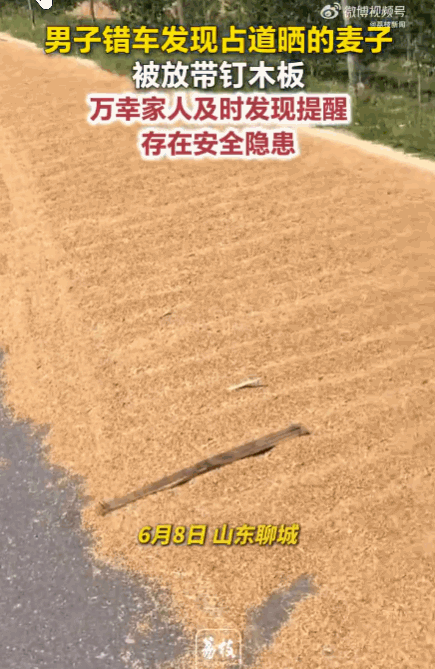 太吓人了！山东聊城，一男子开车上大堤，金黄的麦子铺了半幅路，他寻思着体谅农民伯伯